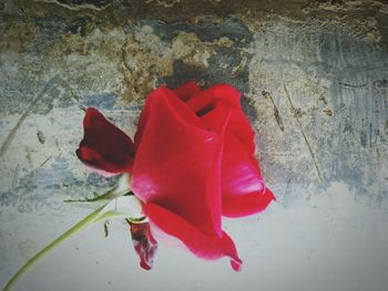 Close-up of red rose