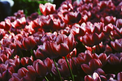 Close-up of pink tulips