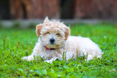 Small dog relaxing on grass