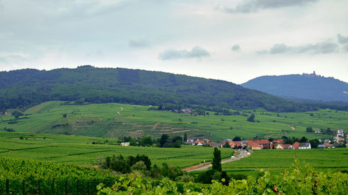 Scenic view of agricultural field against sky