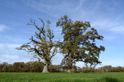 Tree on field against sky