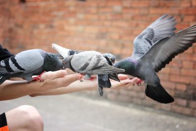 Close-up of pigeon on wall