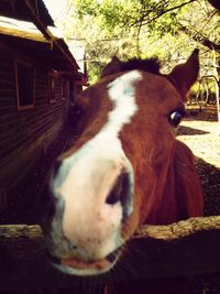 Close-up of horse