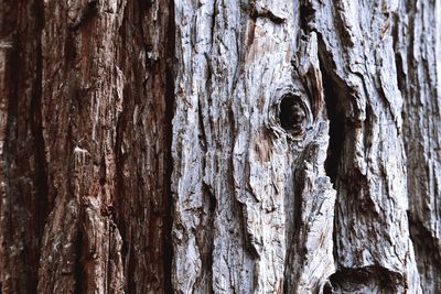 Full frame shot of tree trunk