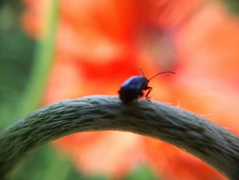 Close-up of insect on flower