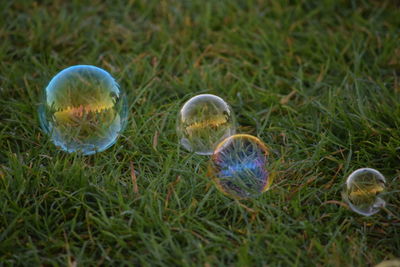 Close-up of grassy field