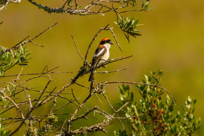 Close-up of bird perching on branch