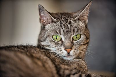 Close-up portrait of a cat