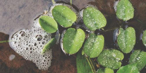 High angle view of green leaves on table