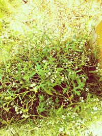 Full frame shot of plants growing on field