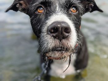 Portrait of black dog