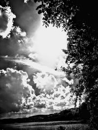 Low angle view of trees against sky