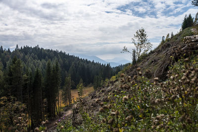 Plants growing on land against sky