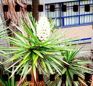 Plant growing on a wall