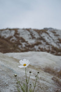 Close-up of white flowering plant against sky