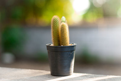 Close-up of potted plant on table