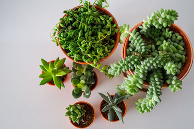 Succulents in different pots on the white background. scandinavian hipster home decoration