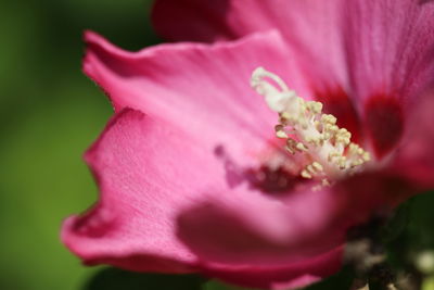 Close-up of pink flower