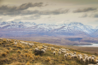 Flock of sheep on mountain during winter