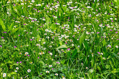 Flowers blooming in meadow