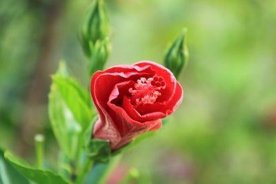 Close-up of red rose blooming outdoors