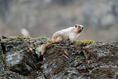 Hoary marmot sitting on wood