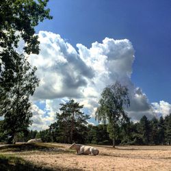 Horse on landscape against sky