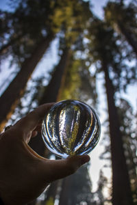 Cropped hand holding crystal ball in forest