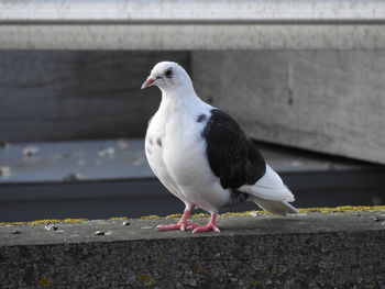 Close-up of seagull perching on retaining wall