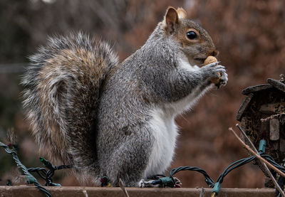 Close-up of squirrel