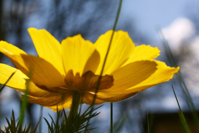 Close-up of yellow flower blooming outdoors