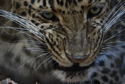 Close-up portrait of leopard