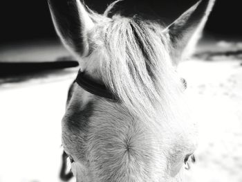 Close-up of horse