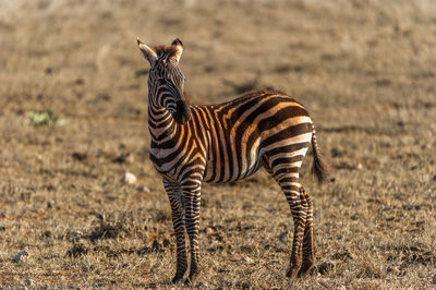 Close-up of zebra