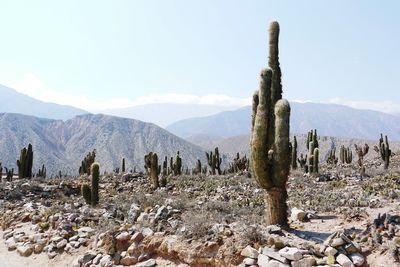 Cactus growing in desert