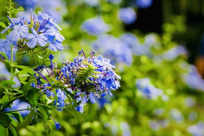 Close-up of purple flowering plant