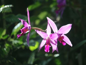 Close-up of pink flowers blooming outdoors