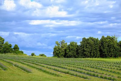 Scenic view of agricultural field against sky