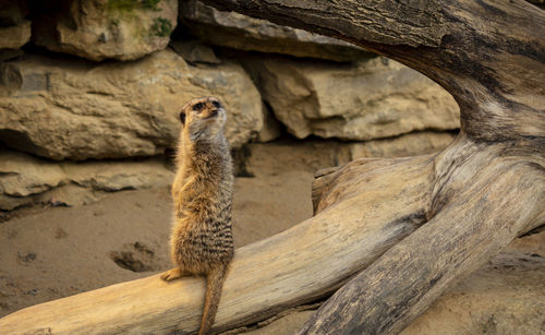 View of lizard on rock