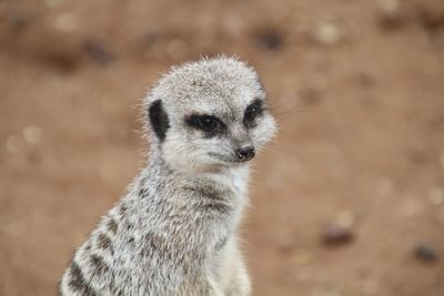 Close-up of meerkat