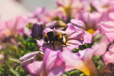 Close-up of bee pollinating on pink flower