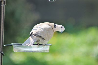 Close-up of bird perching on feeder