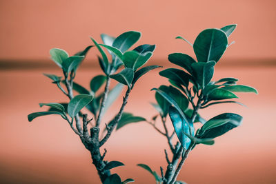 Close-up of plant against orange wall