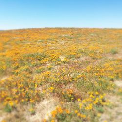 Close-up of yellow flowers growing in field