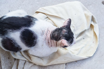 High angle view of a dog sleeping