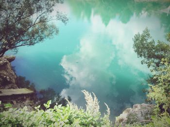 Close-up of jellyfish swimming in water