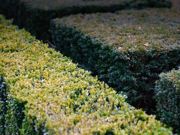 Close-up of fresh green plants