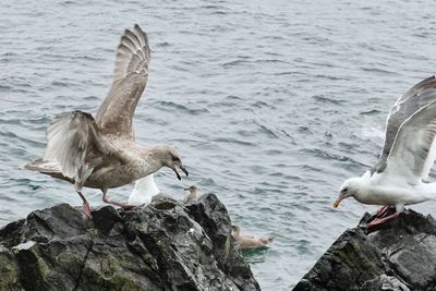 Seagulls flying over sea