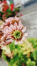 Close-up of pink flower