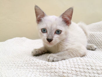 Portrait of kitten lying on bed